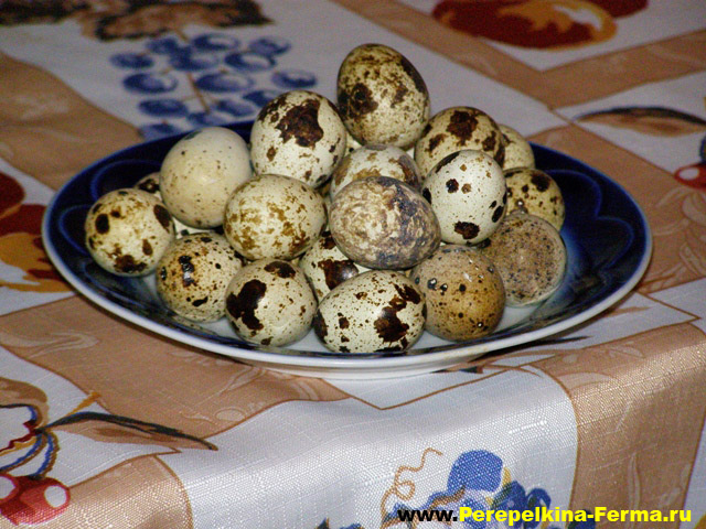 Перепелиные яйца. перепелиные яйца польза